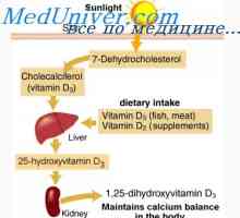 Обмен на витамин г. Метаболизмът на холекалциферол