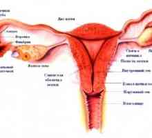 Жена външните полови органи, структура, анатомия