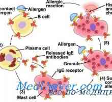 Наследствени причини за алергии. генетика на атопия