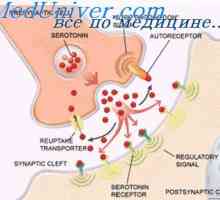 Стимулиращ синапсите и инхибиторни рецептори. синоптичните медиатори