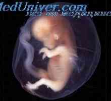 Нервите ембрион. Фетална кабел