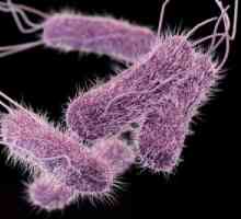 Netifoidnye инфекции, причинени от Salmonella