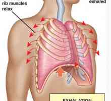 Обмена на кислород в тялото. транспорт на кислород от белите дробове до тъканите