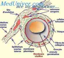Shell яйце. зародишни клетки