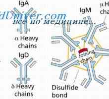 Konformennaya модел на имунни комплекси. Взаимодействие на антитела с антигени