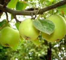Подстригване и оформяне ябълка slaboroslyh