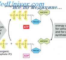 ADP роля в използването на енергия. Интензитетът на метаболизъм в клетки