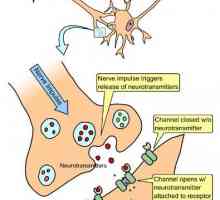 Спирачни кръга на нервната система. Обзорно умора
