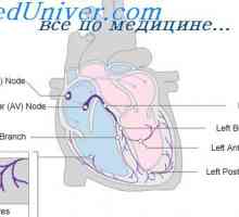Влиянието на вагус на сърцето. Симпатична регулиране на сърцето