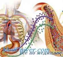 Дихателната система, храносмилателната система при диабет. Диабет хемохроматоза