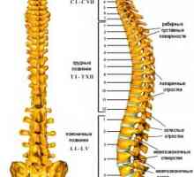 Структурни особености на различните части на гръбначния стълб