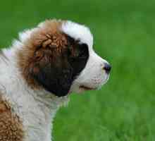 Остър и хроничен панкреатит при кучета: Симптоми, Лечение