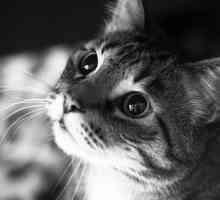 Панкреатит при котки и котки (коте), причинява възпаление на панкреаса