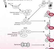 Патогенеза начин NFkB / относителен в реакция на бактериите на чревния епител