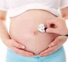 Плацентата по време на бременност