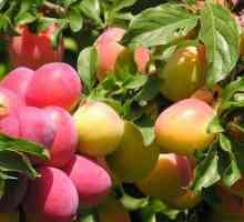 Плодови и ягодоплодни култури и тяхната структура