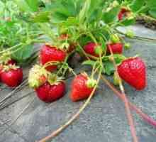 Почва климат за ягоди