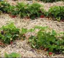 Подготовка на почвата и торене преди засаждане на разсад на ягоди