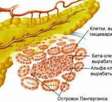 Панкреасът е важен вътрешен орган в човешкото тяло