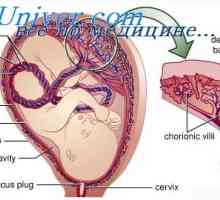 Развитието на органи на плода. Етапи на развитие на органи ембрионът