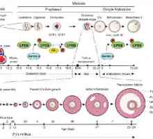 Полярността на яйцеклетката. цитоплазмена реорганизация