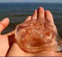 Победете отрова медузи