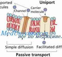 Клетъчен протеин канали. Gating механизъм на протеинови канали