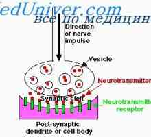 Неврони облекчение. функция на дендрити