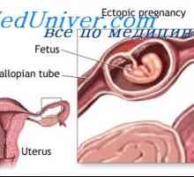 Производство на естроген от плацентата. естроген функция по време на бременност