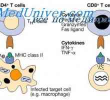 Продуктивна фаза на имунния отговор. клетка взаимодействие в производствената фаза