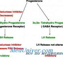 Прогестеронът синтез, метаболизъм. прогестеронови рецептори