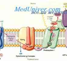 Basal метаболизма. Механизми регулиращи РП