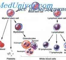 Произходът на стволови клетки. ембрионални стволови клетки