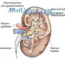 Пропускливостта на плацентата. Плодове черупка в многоплодна бременност