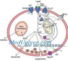 Антитуморна активност на дендритните клетки. Ефект Immunovac-зп-4 на вродения имунитет