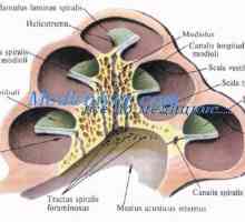 Iris и цилиарен апарат на ембриона. Хороидеята и склерата