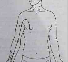 Разположение и анатомия на точки на тялото за ароматерапия. Меридиан перикарда