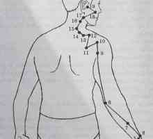 Разположение и анатомия на точки на тялото за ароматерапия. Меридиана на тънките черва