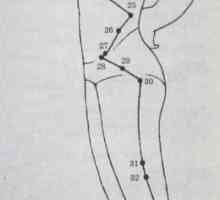 Разположение и анатомия на точки на тялото за ароматерапия. Меридиан на жлъчния мехур