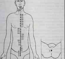 Разположение и анатомия на точки на тялото за ароматерапия. Zadnesredinny Меридиан дю-май