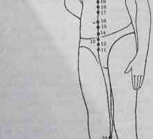 Разположение и анатомия на точки на тялото за ароматерапия. бъбрек Меридиан