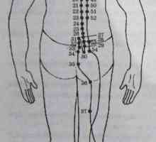 Разположение и анатомия на точки на тялото за ароматерапия. пикочния мехур Меридиан