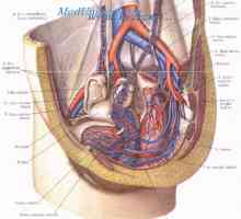 Разликите в кръвоснабдяването на различни органи и тъкани. Механизми на регулиране на притока на…