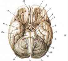 Развитие и принципите на структурата на черепните нерви