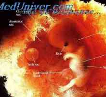 Развитието на човешки ембриони. Проучването на ембриони и фетуси