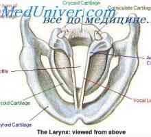 Анатомия на ларинкса. Еластичната мембрана на ларинкса