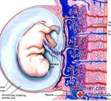 Развитието на плацентата. Ангиогенезата и васкуларизация