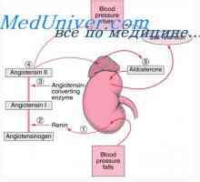 Механизъм регулиране бъбречна кръвно налягане. Фактори бъбречна регулационни