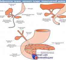 Получаване на панкреаса в ембрионален ембриогенезата, морфогенеза