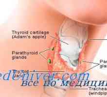 Регламент на функцията на щитовидната жлеза. Функцията на тироксин и неговия ефект върху тялото